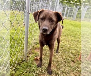 Mutt Dogs for adoption in Lewisburg, WV, USA