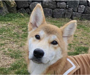 Shiba Inu-Unknown Mix Dogs for adoption in San Ramon, CA, USA