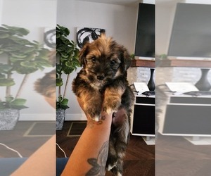 Morkie-Yorkshire Terrier Mix Puppy for sale in PITTSBURGH, PA, USA
