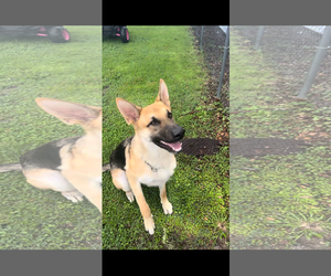 German Shepherd Dog Dogs for adoption in New Orleans, LA, USA