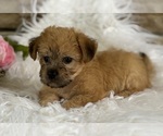 Small #7 Morkie