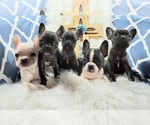 Small #2 French Bulldog