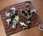 Small Photo #1 German Shorthaired Pointer Puppy For Sale in ALBEMARLE, NC, USA