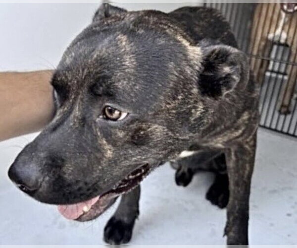 Medium Photo #2 Mutt Puppy For Sale in Houston, TX, USA