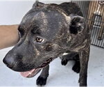 Small #1 Mutt