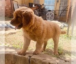 Small #2 Golden Retriever