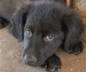 German Shepherd Dog-Golden Retriever Mix Puppy for sale in MODESTO, CA, USA