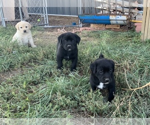 Labrenees Puppy for sale in EATON, CO, USA