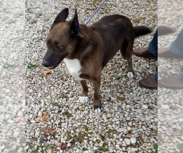 Medium Photo #4 Mutt Puppy For Sale in Frenchburg, KY, USA