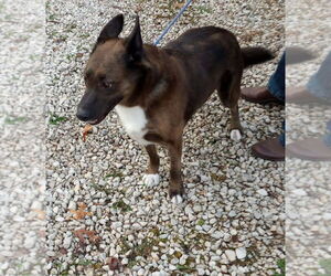 Trigger - Male Mutt Dog for Adoption - Photo #4