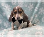 Small #11 Beagle