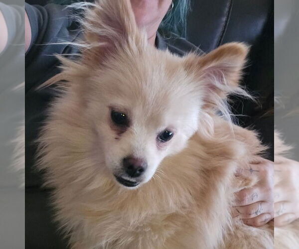 Medium Photo #2 Shiranian Puppy For Sale in Aurora, IN, USA