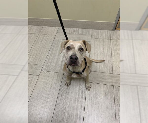 Medium Photo #1 American Pit Bull Terrier-Labrador Retriever Mix Puppy For Sale in Corpus Christi, TX, USA