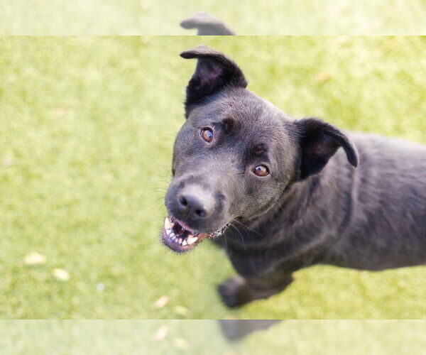 Medium Photo #2 Retriever -Unknown Mix Puppy For Sale in Canton, CT, USA