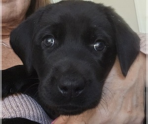 Labrador Retriever Puppy for sale in CAMILLUS, NY, USA