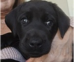 Small Labrador Retriever