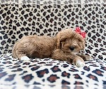Small #1 Cavapoo (Miniature)