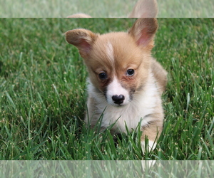 Pembroke Welsh Corgi Puppy for sale in BLOOMINGTON, IN, USA