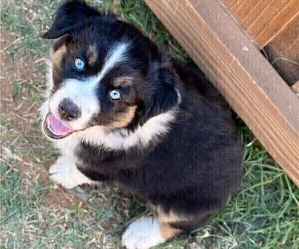 Medium Photo #12 Miniature Australian Shepherd Puppy For Sale in MIDLAND, TX, USA