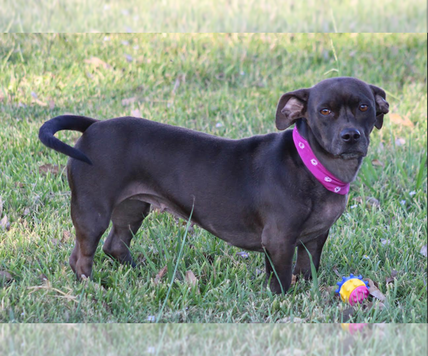 Medium Photo #4 Dachshund-Unknown Mix Puppy For Sale in Cranston, RI, USA