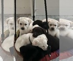Small #5 Labrador Retriever