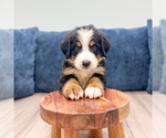 Small #1 Bernese Mountain Dog