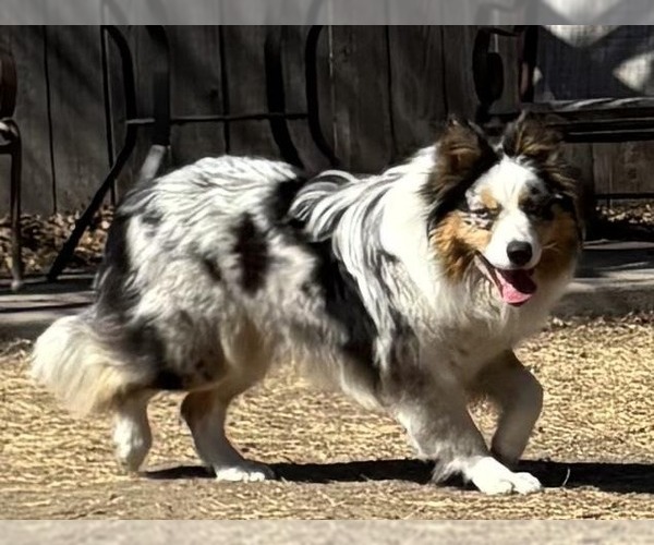 Medium Photo #1 Australian Shepherd Puppy For Sale in Great Bend, KS, USA