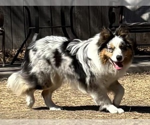 Australian Shepherd Dogs for adoption in Great Bend, KS, USA
