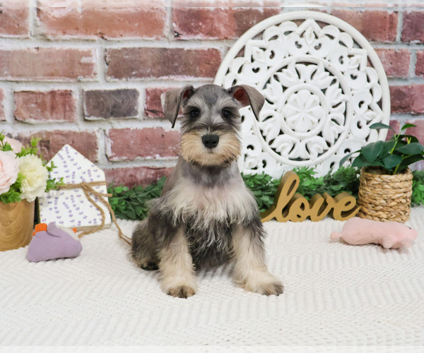 Medium Photo #6 Schnauzer (Miniature) Puppy For Sale in SYRACUSE, IN, USA