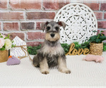 Small #5 Schnauzer (Miniature)