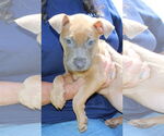 Small #1 American Pit Bull Terrier Mix