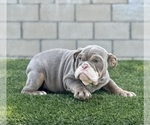 Small Photo #27 English Bulldog Puppy For Sale in STUDIO CITY, CA, USA