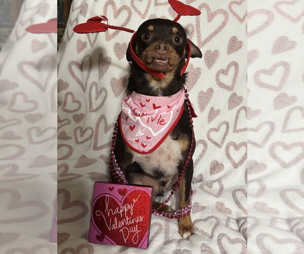 Medium Photo #2 Puggle Puppy For Sale in Banning, CA, USA