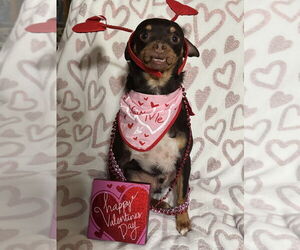 JUNIOR - Male Muggin Dog for Adoption - Photo #2