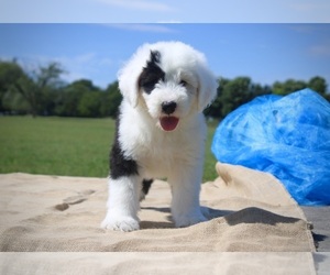 Old English Sheepdog Puppy for Sale in FAIR GROVE, Missouri USA