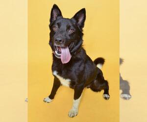 Akita-Unknown Mix Dogs for adoption in Forestville, MD, USA