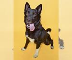 Small Akita Mix