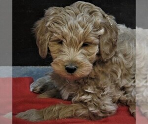 Goldendoodle-Poodle (Miniature) Mix Puppy for sale in LUBLIN, WI, USA