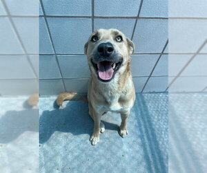 Carolina Dog-Unknown Mix Dogs for adoption in Corpus Christi, TX, USA