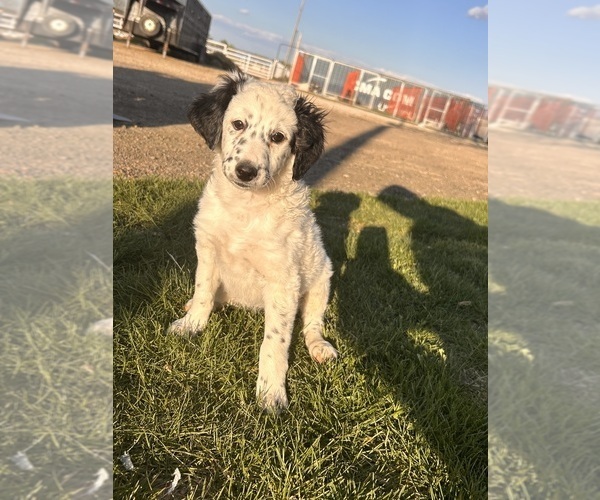 Medium Photo #6 Miniature Bernedoodle Puppy For Sale in LONGMONT, CO, USA