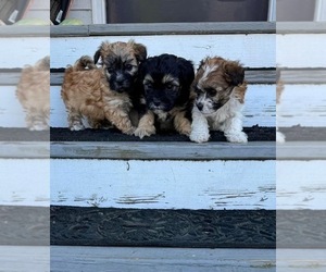 ShihPoo Puppy for sale in CARTERSVILLE, GA, USA