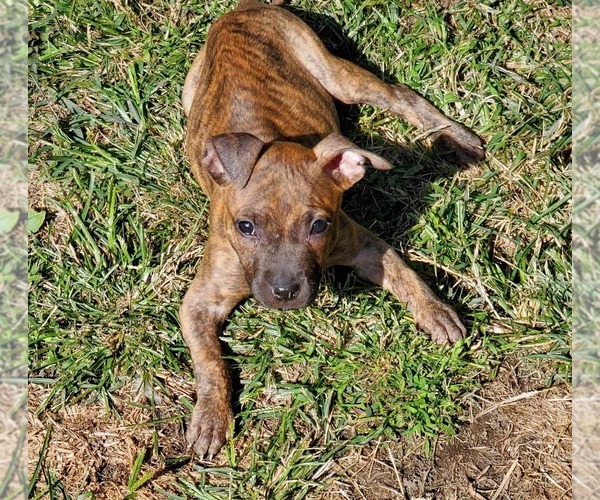 Medium Photo #11 Staffordshire Bull Terrier-Unknown Mix Puppy For Sale in Shermans Dale, PA, USA