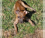 Small #10 Staffordshire Bull Terrier Mix