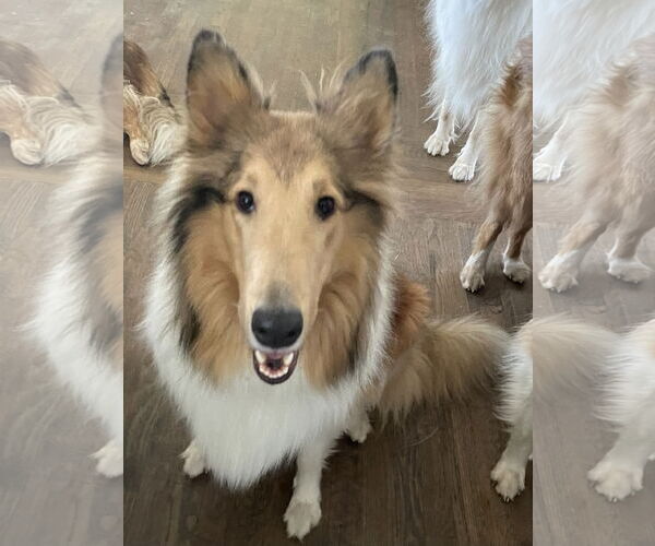 Medium Photo #4 Collie Puppy For Sale in Chantilly, VA, USA