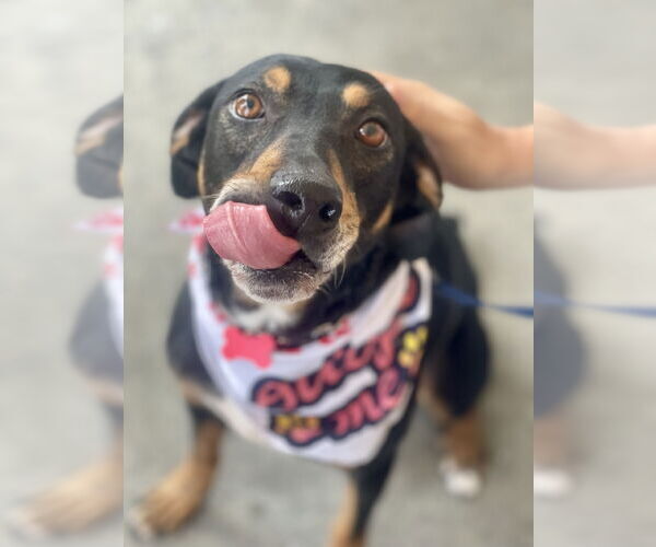 Medium Photo #11 Mutt Puppy For Sale in Mount Laurel, NJ, USA