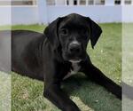 Small Photo #3 Labrador Retriever-Unknown Mix Puppy For Sale in San Diego, CA, USA