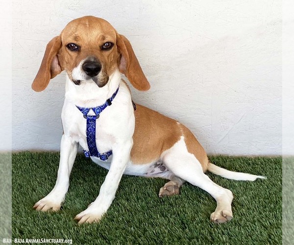 Medium Photo #3 Beagle-Unknown Mix Puppy For Sale in San Diego, CA, USA