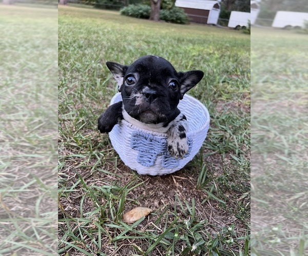 Medium Photo #25 French Bulldog Puppy For Sale in LUTZ, FL, USA
