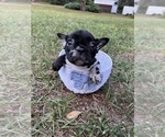Small #4 French Bulldog