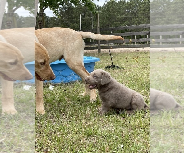 Medium Photo #12 Labrador Retriever Puppy For Sale in KNOXVILLE, GA, USA